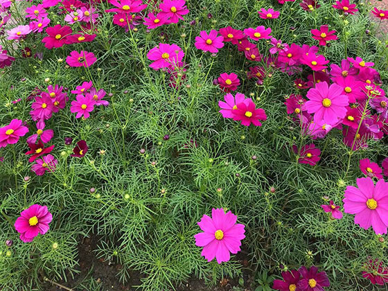 济宁花卉批发市场|绿化道路